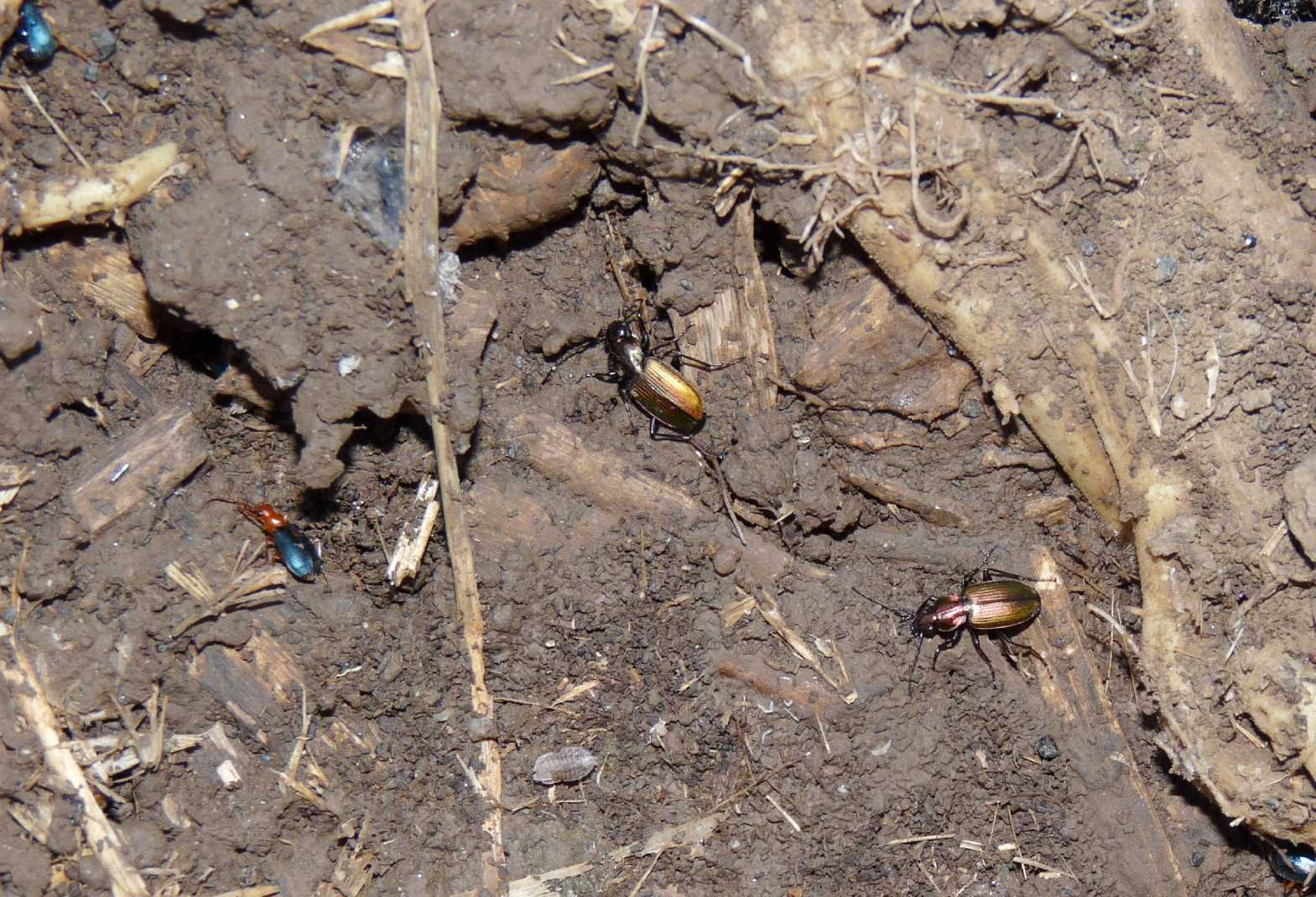 Piccoli Carabidae (Claenius?) No. Agonum marginatum
